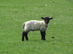 20090416 Ogmore by Sea - Southerndown cliff walk testing GPS geotargeting